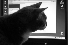 パソコン画面をみるネコ